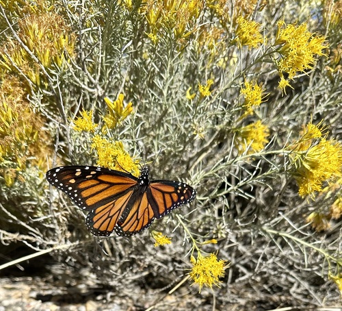 Monarch