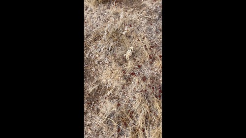 Blainville's Horned Lizard