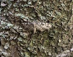 Eupithecia tantillaria