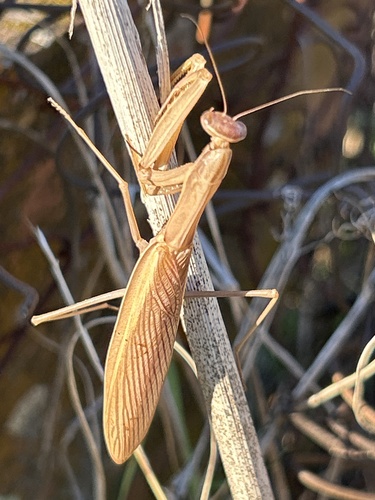 European Mantis