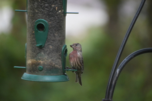 House Finch