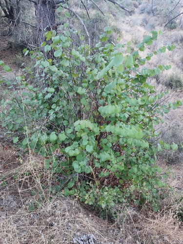 Western Redbud