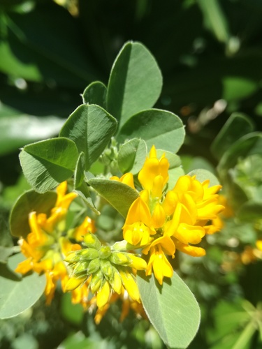 Coronilla valentina iNat (2)