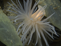 Protanthea simplex