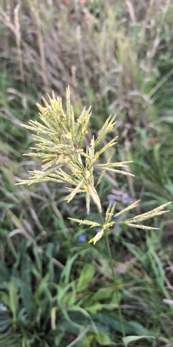 Smooth Brome