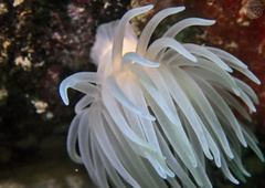 Protanthea simplex