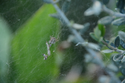 Tropical Tent-web Spider
