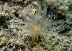 Protanthea simplex