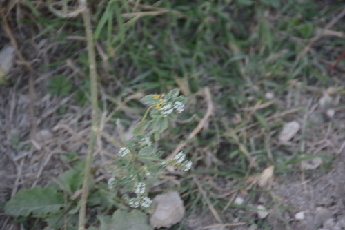 European heliotrope