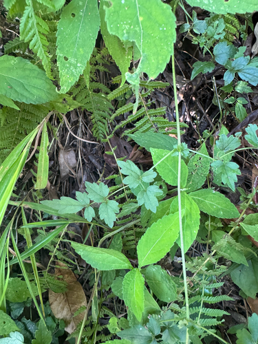 Clematis gouriana observed 2026-09-25