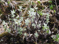 Leontopodium microphyllum