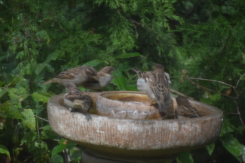 House Sparrow