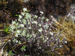 Leontopodium microphyllum