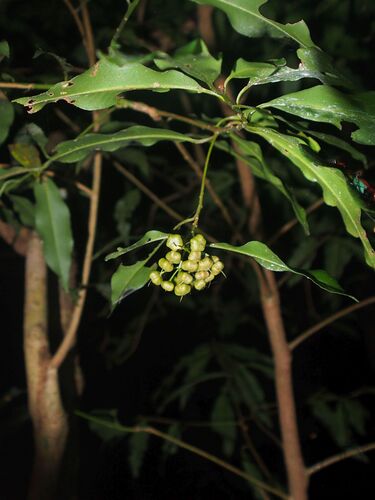 Ardisia quinquegona observed 2026-09-27
