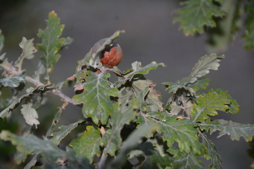 Andricus quercustozae