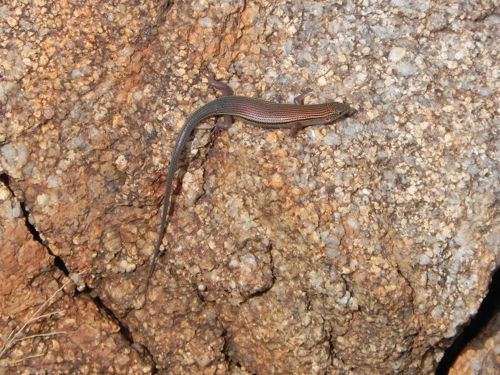 Ashwamedha Supple Skink