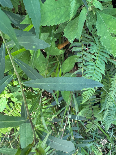 Aster taiwanensis observed 2026-09-25
