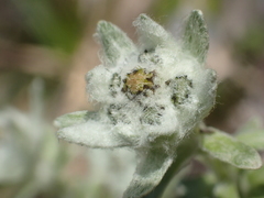 Leontopodium microphyllum