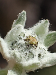 Leontopodium microphyllum