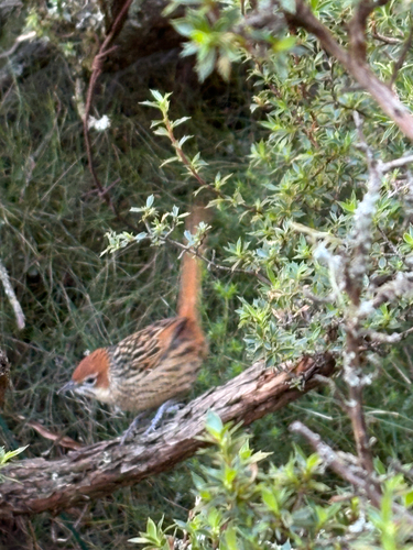 iNaturalist image