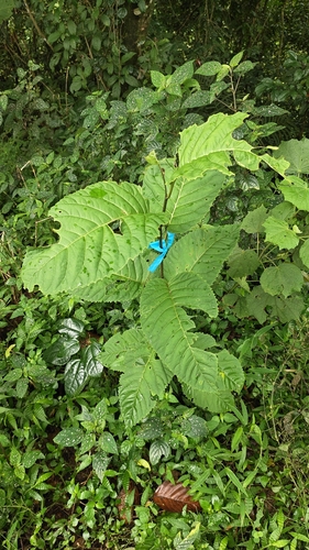 Maesa indica observed 2026-09-21