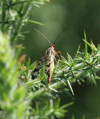 Panorpa meridionalis