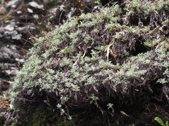 Artemisia kawakamii
