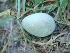 Phoenicurus phoenicurus