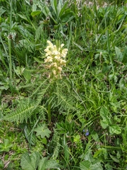 Pedicularis foliosa