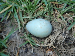 Phoenicurus phoenicurus