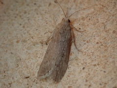 Lamoria anella