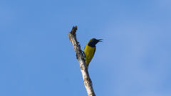 Cinnyris jugularis ornatus