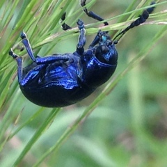 Platycorynus peregrinus
