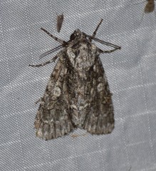 Acronicta brumosa