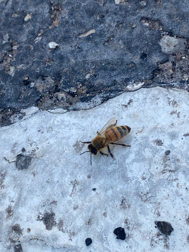 Western Honey Bee