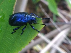 Platycorynus peregrinus