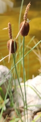 Typha minima