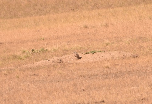 Burrowing Owl