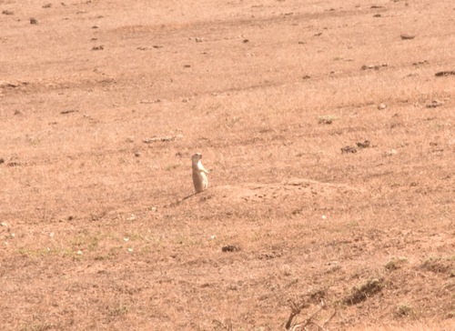 Black-tailed Prairie Dog