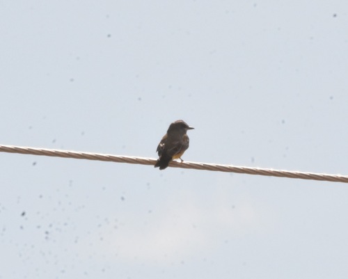 Cassin's Kingbird
