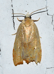 Coelostathma discopunctana