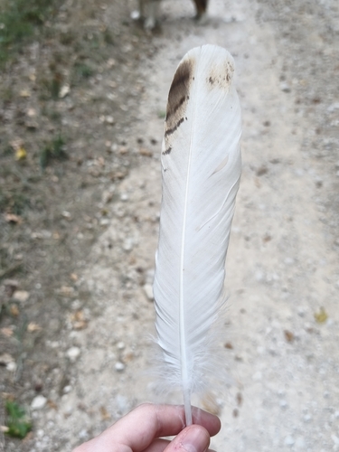 Plume de Buse variable