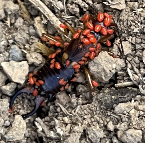 European Earwig