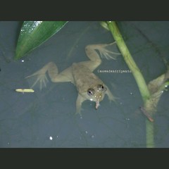Occidozyga lima