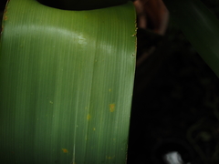 Alcantarea imperialis