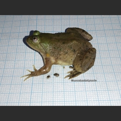 Occidozyga lima