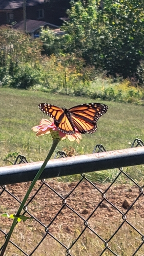 Monarch