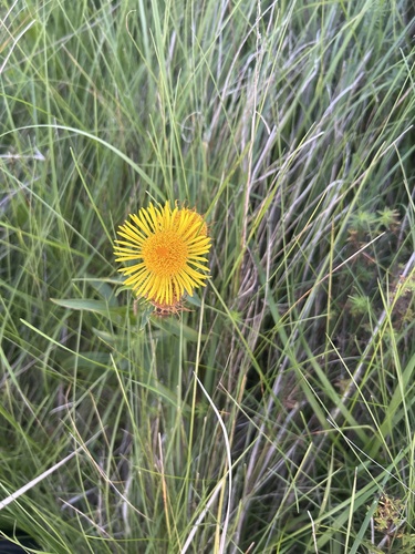 Meadow Fleabane