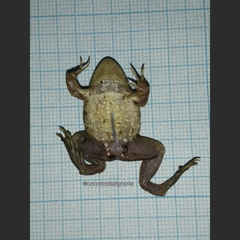 Occidozyga lima
