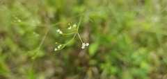 Spermolepis divaricata